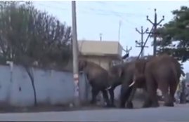 elephants