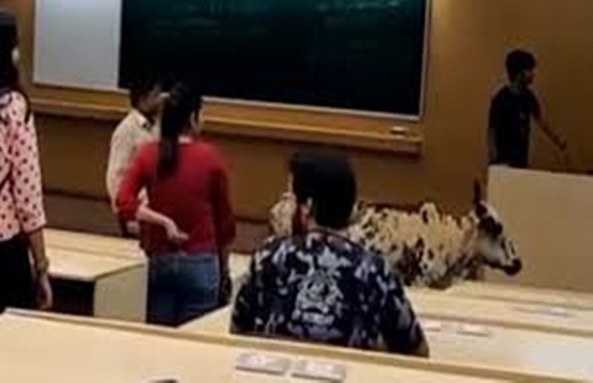 आईआईटी बांबे में घुसी गाय (फोटो सोर्स - इंडियन एक्सप्रेस)