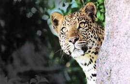 leopard