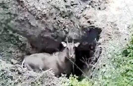 nilgai