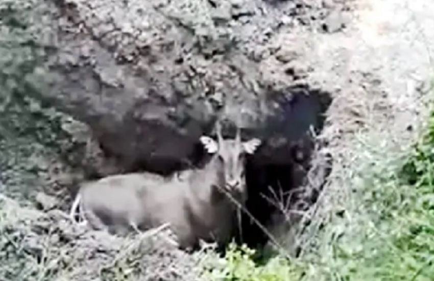 nilgai