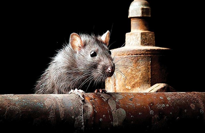 rat