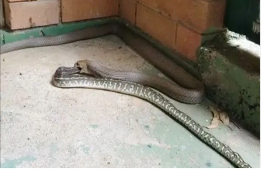 crime, crime news, snake