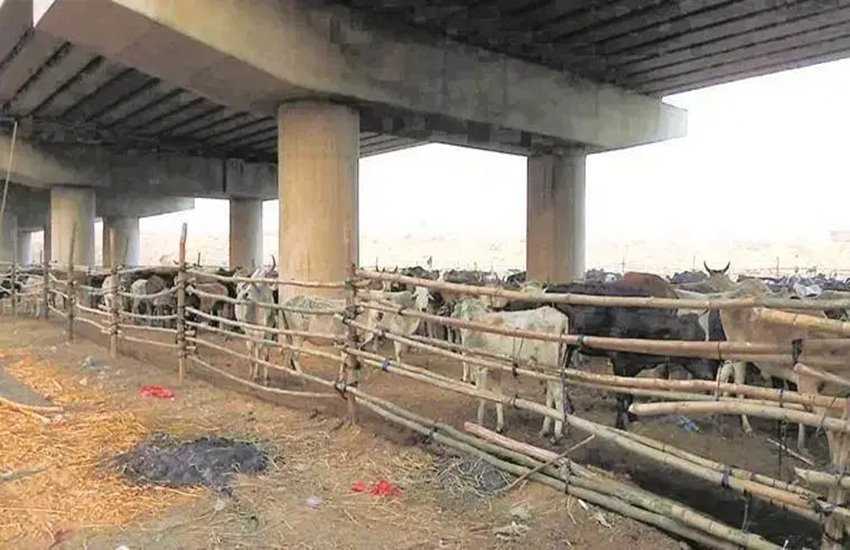 सरकारी गौशाला 
फोटो सोर्स- इंडियन एक्सप्रेस 

