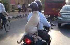 Doggy with helmet