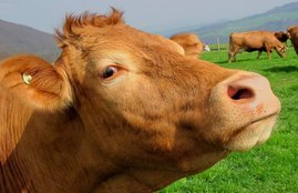 Goa, BJP MLA, Beach Yoga, best tourist spot, Panaji, Stray cattle, गोवा, बीजेपी, विधायक, टूरिस्ट, आवारा जानवर, चिकन, तली मछली, नॉन वेजिटेरियन, मांसाहारी, मांसाहारी जानवर, मवेशी