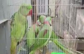Parrots in Court
