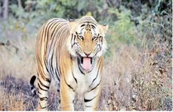 STF ने किया सबसे खूंखार शिकारी का शिकार, बाघों को मारने और भालू का प्राइवेट पार्ट खाने वाला बदमाश धराया