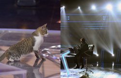 KBC 11: ‘कौन बनेगा करोड़पति’ के सेट पर पहुंची बिल्ली, अमिताभ बच्चन ने तस्वीर शेयर कर लिखी मजेदार कविता