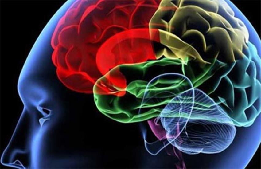 brain