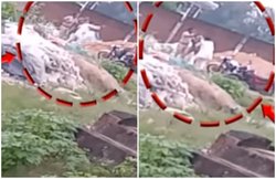 VIDEO: उन्नाव में वांछित को गिरफ्तार करने पहुंची पुलिस टीम पर हमला, दारोगा पर बरसे थप्पड़ और घूंसे