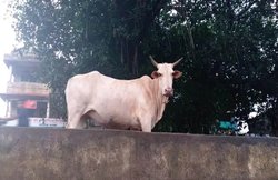 गाय को जहर देने का आरोप में चाचा-भतीजे के बीच खूनी संघर्ष, लाठी-डंडों से पीटकर एक को मार डाला