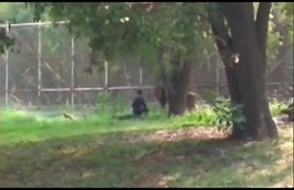 delhi zoo, lion