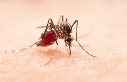 Dengue Fever, Symptoms, Treatment and Cause in Hindi: डेंगू बुखार ने लिया खतरनाक रूप, घर-घर फैली बीमारी, जानिए पहचान और लक्षण
