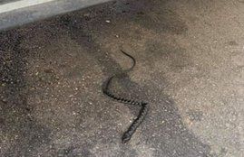 Fathima Dawood, Snake, Facebook, Image, Woman, Fake Snake, Snake Viral Facebook, Snake video