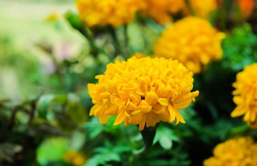 सड़क के पौधे तो खिलखिलाते ही रहते हैं और हर मौसम में खुश रहना जानते हैं। (सांकेतिक तस्वीर)