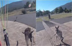 ऑस्ट्रेलियाई किशोर ने कंगारुओं पर चढ़ाई कार, बीस की मौत