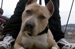 पालतू डॉगी से रेप कर सोशल मीडिया पर डाल दिया वीडियो, धरा गया 37 साल का बदमाश