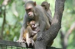 UP: घर में उछलकूद कर रहे बंदर को मुस्लिम युवक ने मार दी गोली, बजरंग दल के कार्यकर्ताओं ने जमकर काटा हंगामा