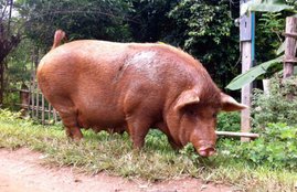 Giant pigs, pork, african swine fever, pork, China pork shortage, chinese pigs, china pork, pork shortage problem