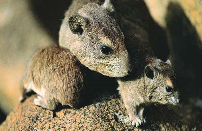 crime, crime news, rat, snake