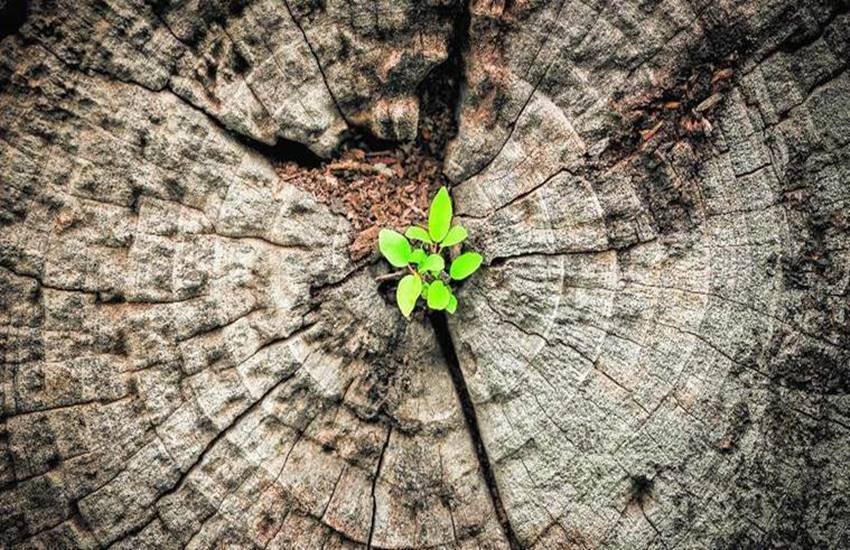 Madhya Pradesh, BJP government, 7.1 crore saplings, Narmada basin, Forest Minister Umang Singhar, Rs 450-crore scam, Economic Offences Wing, former chief minister, Shivraj Singh Chouhan, Gaurishankar Shejwar, forest officials, india news, Hindi news, news in Hindi, latest news, today news in Hindi