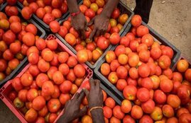 tomato puree
