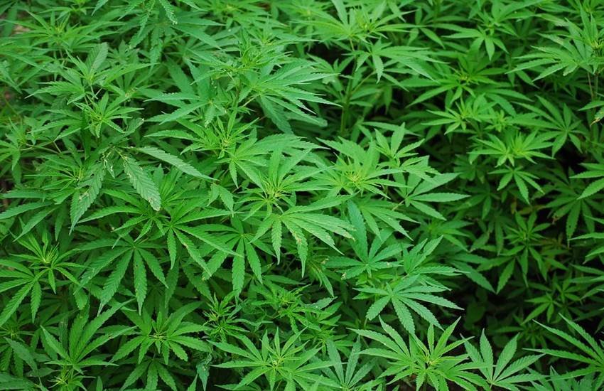 Bhang Health Benefits, Bhang Benefits in Hindi, bhang ke benefits in hindi, भांग, भांग के फायदे, bhang benefits, bhang leaves benefits, Bhang Benefits for Cancer, Bhang Benefits for Skin, Bhang Benefits for Digestive Problems, Bhang Benefits for Headache