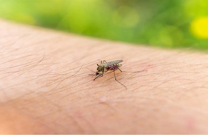 Foods To Treat Chikungunya: चिकनगुनिया हो जाए तो इन फूड्स को डाइट में लाएं, जल्द राहत मिलेगी