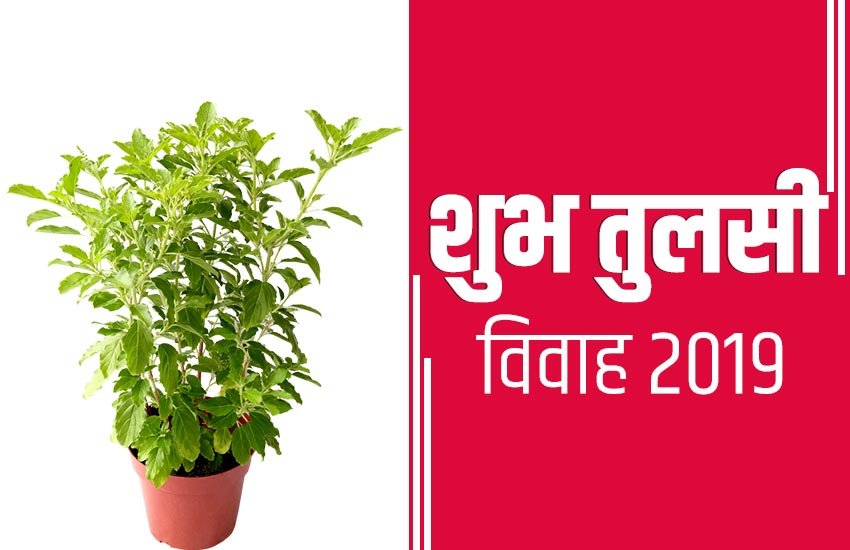 tulsi vivah, tulsi vivah 2019, tulsi vivah images, happy tulsi vivah, happy tulsi vivah images, happy tulsi vivah images 2019, happy tulsi vivah wallpaper, happy tulsi vivah photo, happy tulsi vivah sms, happy tulsi vivah quotes, happy tulsi vivah wishes 2019, happy tulsi vivah, happy tulsi vivah images, happy tulsi vivah sms, happy tulsi vivah messages, happy tulsi vivah sms, happy tulsi vivah pics