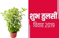 Happy Tulsi Vivah 2019 Wishes Images, Status, Photos, Messages: तुलसी संग शालिग्राम ब्याहे…. तुलसी विवाह के मौके पर भेजें ये संदेश