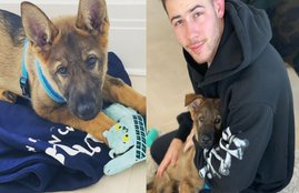 Priyanka Chopra, Nick Jonas, Priyanka Chopra and Nick Jonas, Priyanka Chopra's new pup Gino is on Instagram, Nick Jonas, Priyanka Chopra's new pup Gino, priyanka chopra gino's instagram, priyanka chopra anniversary date, priyanka chopra anniversary, priyanka chopra Nick Jonas marriage, priyanka chopra wedding, priyanka chopra wedding pics, priyanka chopra anniversaire