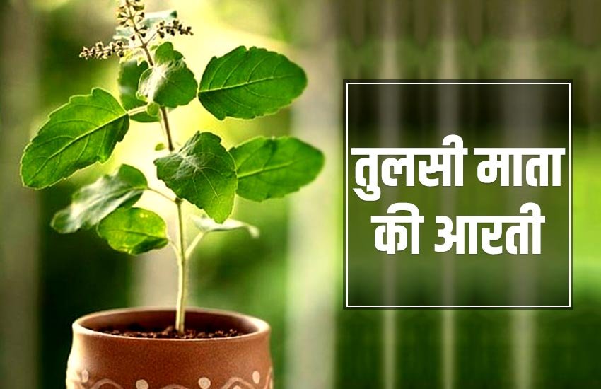 tulsi vivah 2019, tulsi aarti, tulsi ji ki aarti, jai jai tulsi mata aarti, dev uthani ekadashi 2019, tulsi vivah ki vidhi, tulsi vivah shubh muhurat, तुलसी जी की आरती