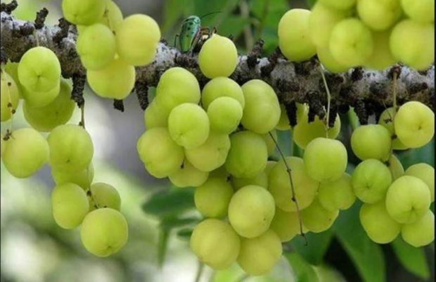 Akshaya Navami 2019. amla navami 2019, akshay navami 2019, akshaya navami puja vidhi, akshaya navami muhurat, akshaya navami katha, अक्षय नवमी 2019, आंवला नवमी 2019 Akshaya Navami 2019. amla navami 2019, akshay navami 2019, akshaya navami puja vidhi, akshaya navami muhurat, akshaya navami katha, अक्षय नवमी 2019, आंवला नवमी 2019