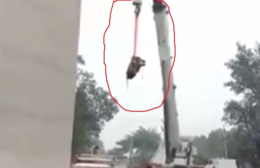 सांड़ को क्रेन से उतारा गया, फोटो सोर्स- सोशल मीडिया