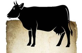 cow