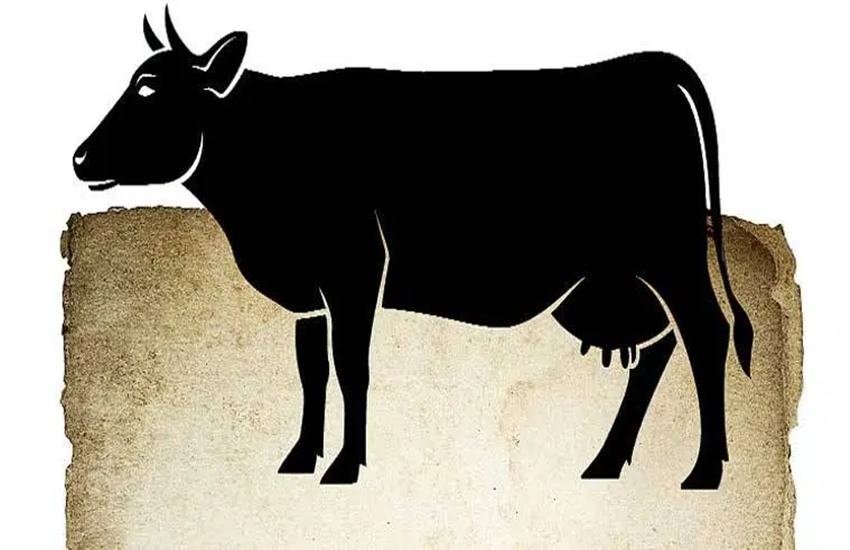 cow
