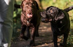 जंगल में हिरण के शिकार पर गए शिकारी कुत्तों ने गर्भवती महिला को मार डाला, मचा हड़कंप