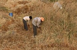 UP: आवारा पशुओं से परेशान किसान धरने पर बैठे, कहा- थाने में बंद कर देंगे जानवर; यमुना एक्सप्रेस-वे पर होगा पैदल मार्च