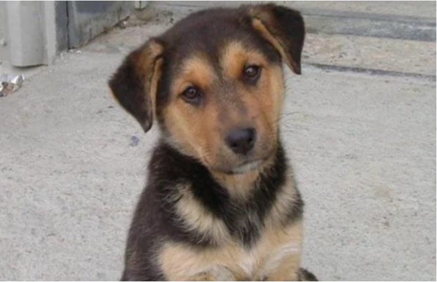 crime, crime news, murder