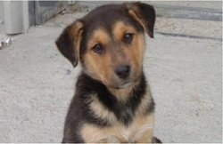 लड़की को घर लाकर संबंध बनाना चाहता था, मां ने मना किया तो गुस्से में आकर पालतू कुत्ते को बेरहमी से मार डाला