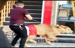 VIDEO: कुत्ते से डराकर प्रदर्शनकारियों को हटा रही थी पुलिस, शेर लेकर पहुंच गया प्रदर्शनकारी, कुत्ते लेकर प्रदर्शन स्थल से भागी पुलिस