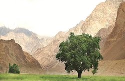 MP: ‘चमत्कारिक’ पेड़ को लेकर मचा बवाल, पुलिसवालों पर हमला; लगाई गई धारा 144