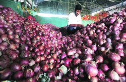 मध्य प्रदेश में 25 लाख रुपए का प्याज चोरी, गुजरात के सूरत में भी 250 किलो Onion लेकर भाग गए चोर