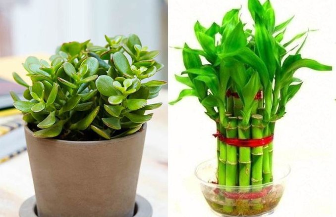 Feng Shui Plants: घर में गुडलक के लिए लगाएं ये पौधे, बरसेगा धन