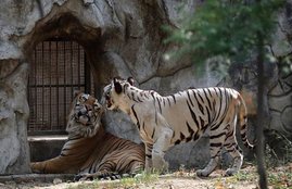 zoo