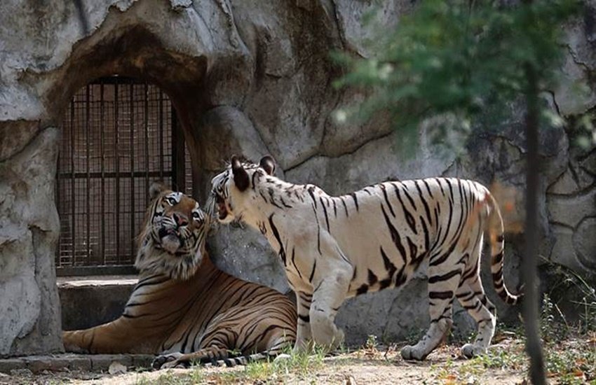 zoo