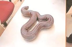 MP: 1.25 करोड़ रुपए का दुर्लभ Red Sand Boa सांप जब्त, प्लास्टिक के बैग में छिपाकर रखे थे; पांच तस्करों से पुलिस ने छुड़ाया
