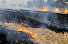Stubble burning