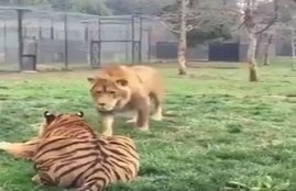 Lion-tiger, Lion Attack tiger, Lion-tiger Fight, viral video, viral News, viral News in hindi